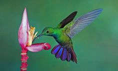 a green and blue hummingbird feeding from a pink flower with its wings spread out