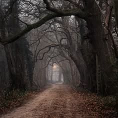 a dirt road surrounded by trees with leaves on the ground and foggy sky in the background