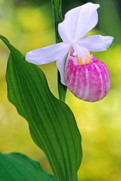 a white and pink flower with green leaves