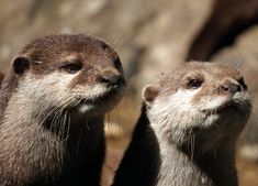 two otters are standing next to each other