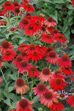 many red flowers are growing in the garden