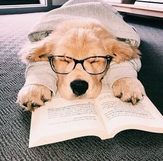 a dog wearing glasses laying on top of an open book with his head resting on it's paws