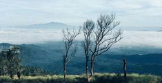 trees in the foreground with low lying clouds and mountains in the backgroud