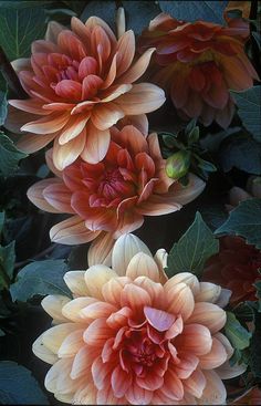 three orange flowers with green leaves in the foreground and one pink flower on the right