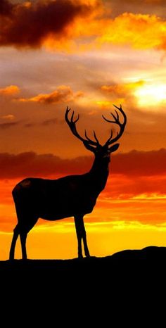 an image of a deer in the sunset