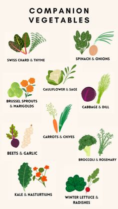 a poster with different types of vegetables and their names in english, french or spanish