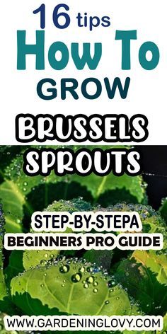 green plants with the title how to grow brussels sprouts step - by - step beginner's pro guide