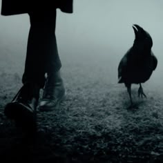 a black bird standing next to a person on a field