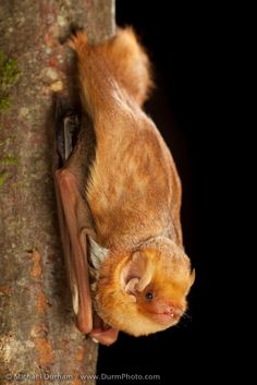 a bat hanging upside down on a tree