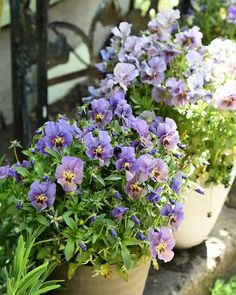 several potted plants with purple flowers in them