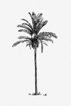 Palm tree clip art vector. | Free Vector - rawpixel Palm Branch Drawing, Palm Tree Architecture Drawing, Date Palm Tree Illustration, Hawaii Illustration, Palm Tree Graphic Design, Palmtrees Illustration, Palm Tree Sketch