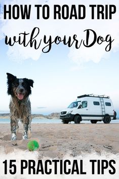 a black and white dog standing on top of a sandy beach next to a van