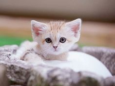 a small kitten is sitting on some rocks