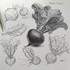 a pencil drawing of various vegetables and fruits