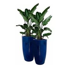 two blue vases with plants in them