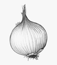 an onion is shown in this black and white drawing, it looks to be cut into smaller pieces