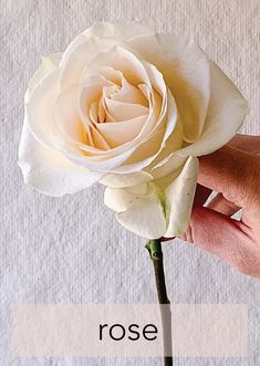 a person holding a white rose in their left hand with the word rose on it