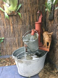 a cat is standing next to a bucket with water in it and a hose attached to the wall