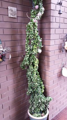 a potted plant on the side of a brick wall with vines growing up it