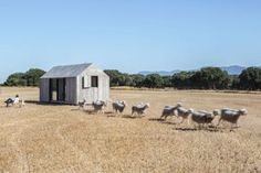 a herd of sheep walking across a dry grass field next to a small building on top of a hill