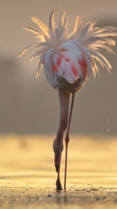 a flamingo standing on its hind legs with feathers in it's beak and head