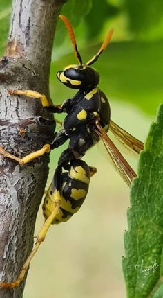 two yellow and black bugs on a tree branch