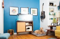 a dog is sitting on his bed in the living room with blue walls and wood floors