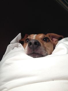 a brown and white dog laying on top of a bed covered in blankets with his head sticking out