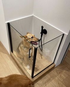 a dog is looking through the glass door