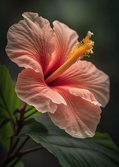 a large pink flower with green leaves around it