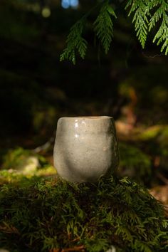 a gray cup sitting on top of a moss covered ground next to a pine tree