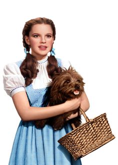 Toto Wizard Of Oz, Wizard Of Oz Pictures, Oz Characters, Dorothy Costume