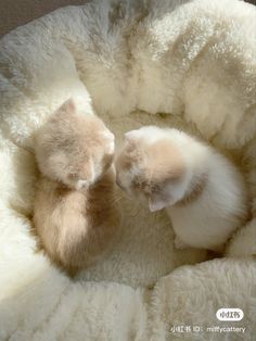 two small kittens are curled up in a fluffy ball on top of each other