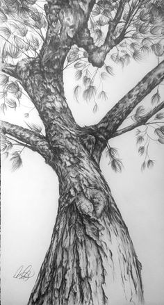 a pencil drawing of a tree with lots of branches