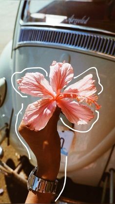 Flowers Post Instagram, Island Photo Ideas, Primavera Aesthetic, Cute Desert, Desert Wallpaper, Wallpaper Boho, Beach Instagram Pictures, Instagram Creative Ideas, Instagram Ideas Post