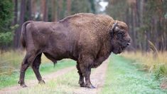 a large bison standing on a dirt road in the middle of a forest with tall grass and trees