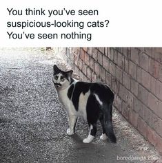 a black and white cat standing in front of a brick wall next to a sign that reads you think you've seen suspicious looking cats? you've seen nothing