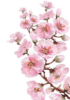 watercolor painting of pink flowers on a white background royalty image - illustration stock photo