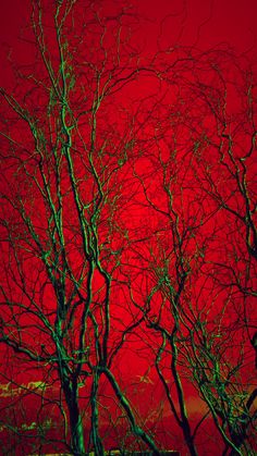 trees against a red sky with no leaves