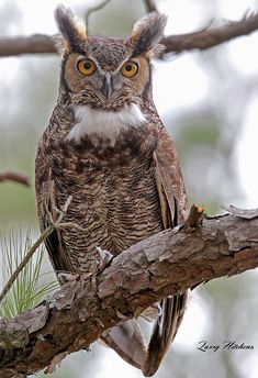 an owl sitting on top of a tree branch