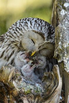 an owl sitting on top of a tree branch with its mouth open