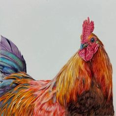 a close up of a colorful rooster on a white background with red, orange and blue feathers