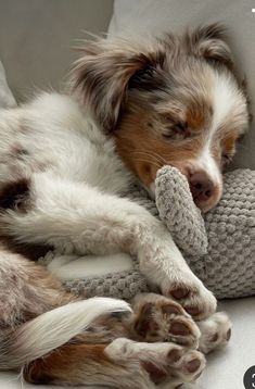 a dog laying on top of a white couch next to a stuffed animal