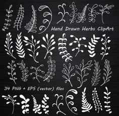 hand drawn herbs clipart set on chalkboard with white ink and black background, includes 4 png files