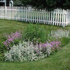 a white picket fence surrounding a flower bed with purple flowers in the foreground and green grass on the other side