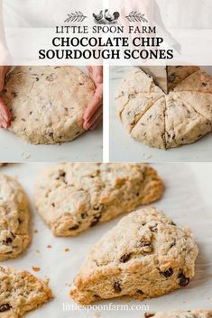 chocolate chip sourdough scones on a baking sheet with the words little spoon farm