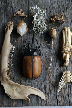 an assortment of animal bones and other items on a wooden surface