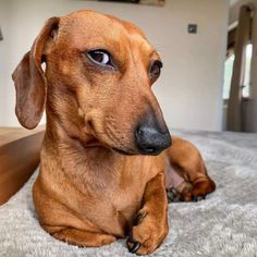 a brown dog laying on top of a bed