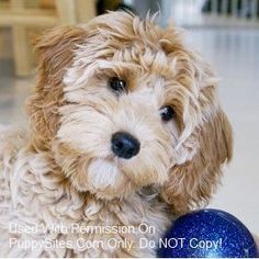 a small dog playing with a blue ball