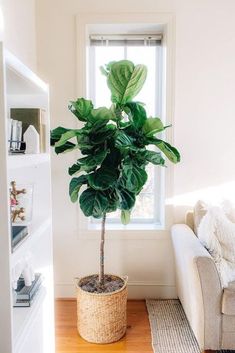 a houseplant in a living room next to a couch